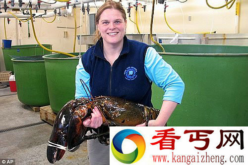 重24.49斤 长1.016米 捕获超级大龙虾将放生