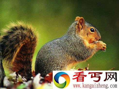 动物尾巴有什么作用 鱼把尾巴当作游泳器