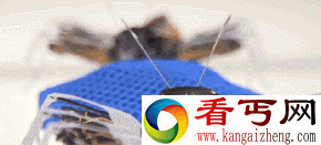 未来的搬家公司员工——搬家蚂蚁机器人