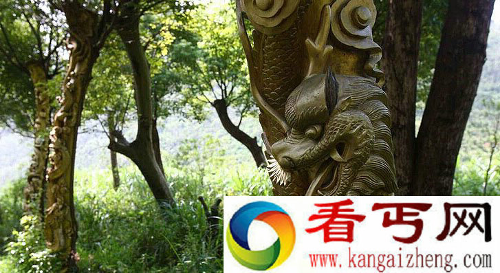 浙江树林现生动龙形树雕