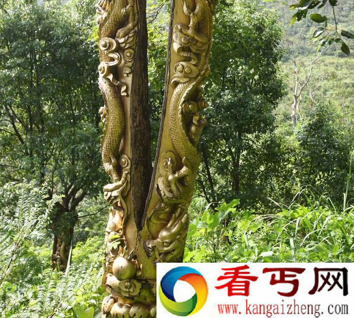 浙江树林现生动龙形树雕