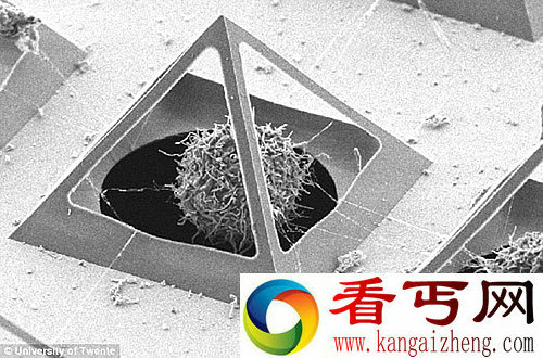 显微镜下的细胞“金字塔”框架体 本身是开放式的