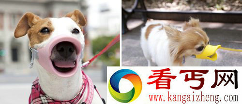 独特的宠物狗口套保证安全 让狗狗变身“鸭嘴兽”