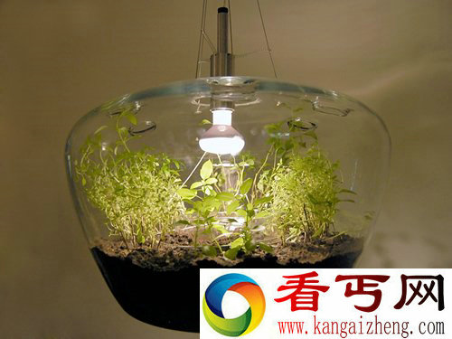 一个拥有双重功能的吊灯 种个花草 点个灯