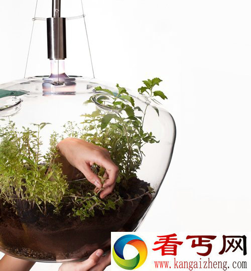一个拥有双重功能的吊灯 种个花草 点个灯