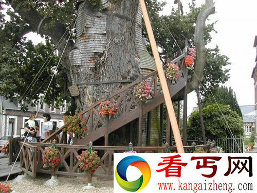 橡树里的教堂 法国最古老的树