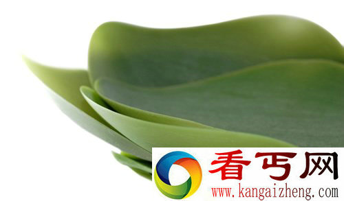 片片树叶 seasons托盘 相当艺术