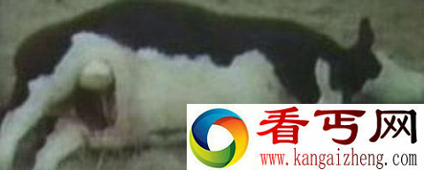 美国屠牛事件真相 外星人屠牛事件