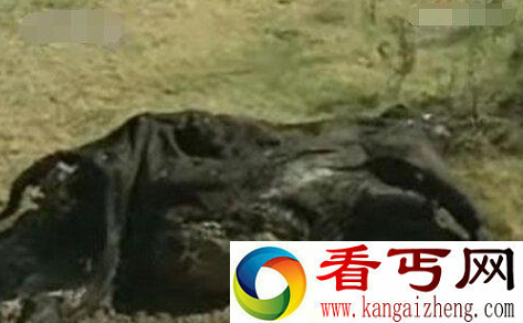 美国屠牛事件真相 外星人屠牛事件