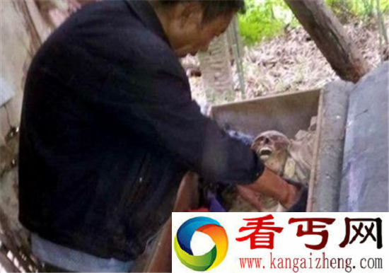 巴基斯坦半人狐妖 巴基斯坦狐妖是真的吗