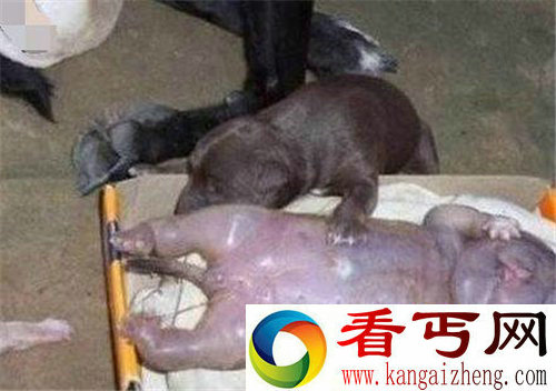 母狗生下人形怪孩 世界各地都为之震惊
