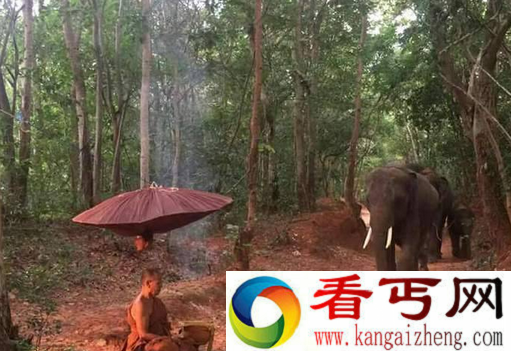 真有灵性！泰国大象跪拜苦行僧