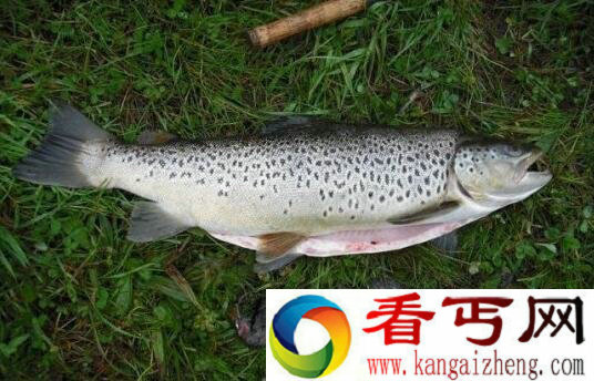 男子钓到一条大鱼 剖开后却惊呆了