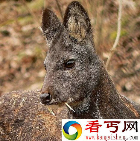 60年一遇 吸血鬼麋鹿现身