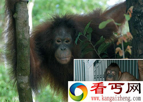 禽兽不如 红毛猩猩竟成村民的“性奴隶”
