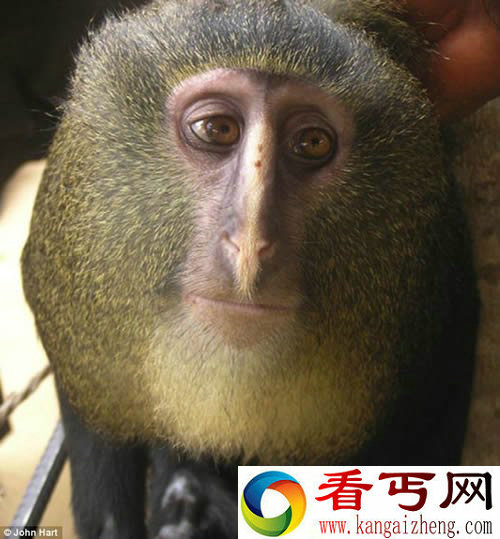 独一无二 蓝屁股的猴子 数量稀少