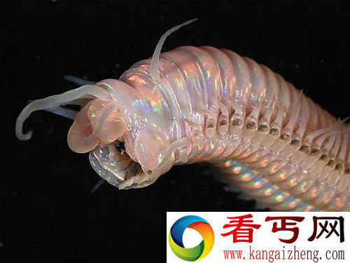 深海峡谷中的“异形”生物 种类多