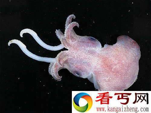 深海峡谷中的“异形”生物 种类多