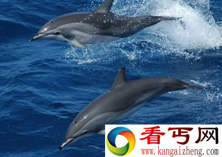 盘点自然界6大算术高手 海豚鲨鱼都是“数学天才”