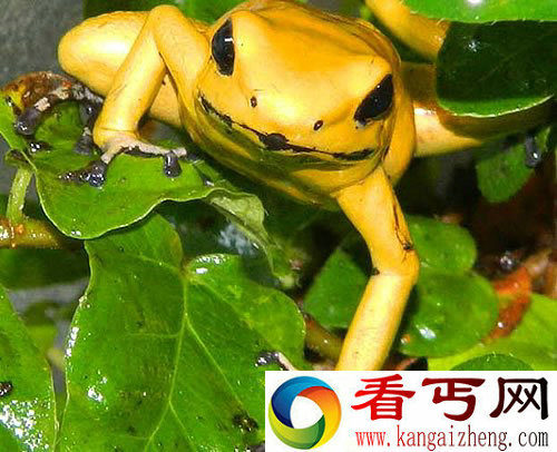 “死亡之蛙” 世界上最毒的蛙称为金毒镖蛙