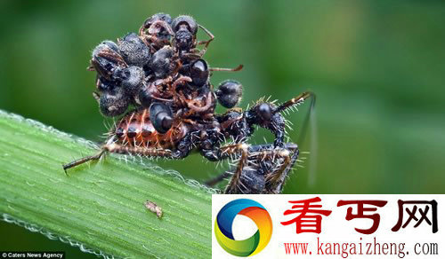 最令人厌恶的昆虫 背蚂蚁尸体伪装掠食者