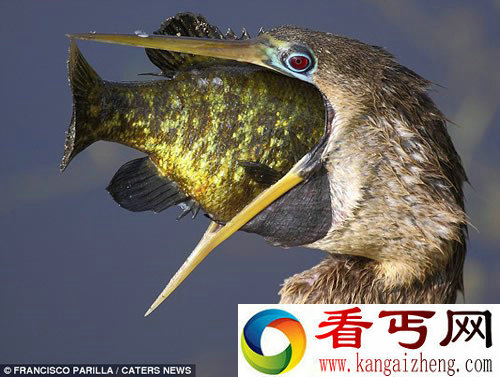 记录美洲蛇鸟吞鱼瞬间