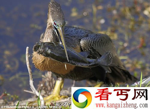 记录美洲蛇鸟吞鱼瞬间