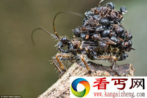 最令人厌恶的昆虫 背蚂蚁尸体伪装掠食者