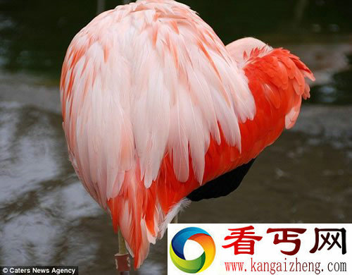 情人节 大自然的“心型”礼物