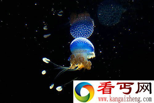 美丽的水下“蓝蘑菇”水母