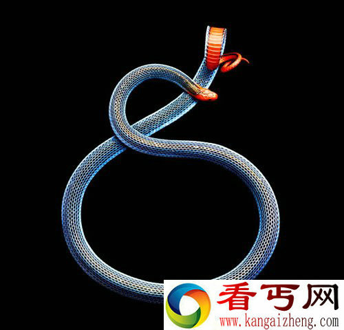 拍摄美丽的毒蛇写真集是难上加难