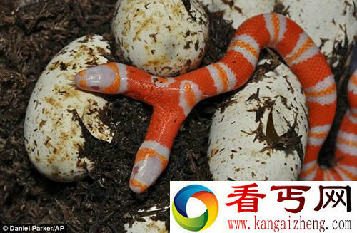 又见双头蛇 还是白化版 出现几率为万分之一