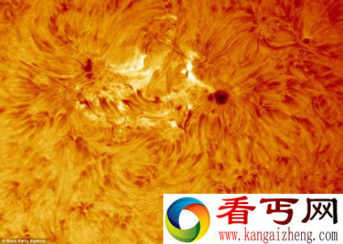 来自后花园的太阳特写