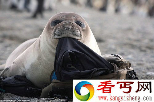 调皮海豹游客包里“偷”衣 被摄影师抓现行【图】