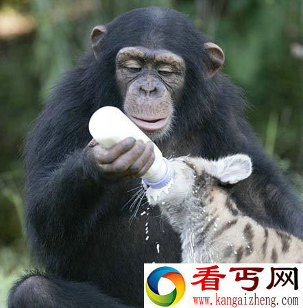 大猩猩成幼狮职业保姆用奶瓶给幼兽喂奶【图】