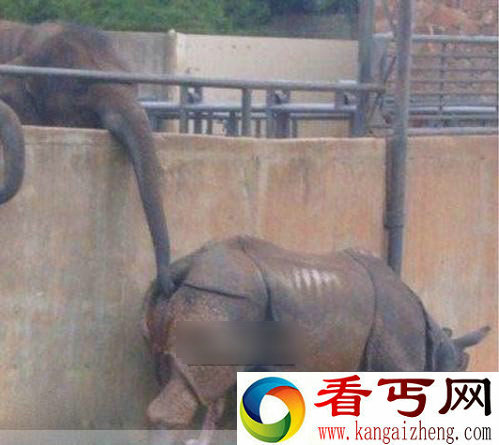 这个大象也太“邪恶”啦,姐当时脸就红了