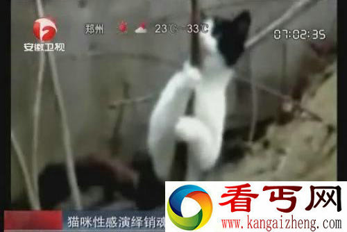猫咪性感演绎销魂钢管舞 史上最销魂