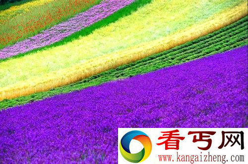 盘点世界十大绝美花海 观赏那动人的美