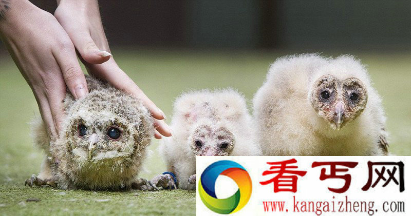 稀有猫头鹰产下四胞胎 猫头鹰生四胞胎很罕见