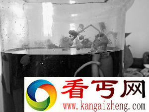 北京60度酒中的人参竟开花结果