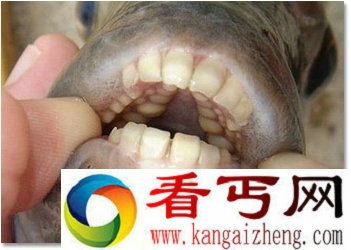 盘点那些嘴像外星人的动物 胆小勿入
