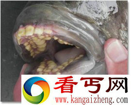 盘点那些嘴像外星人的动物 胆小勿入