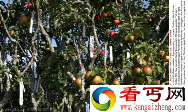 英国奇树能结250种不同类型的果实