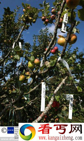 英国奇树能结250种不同类型的果实