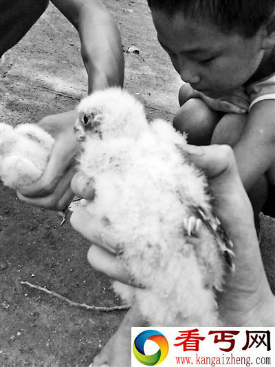 河南学生掏鸟窝获刑十年半 十年时光该找谁赔偿