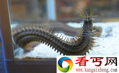 英国水族馆现罕见博比特虫 小虫子也能吃大鱼
