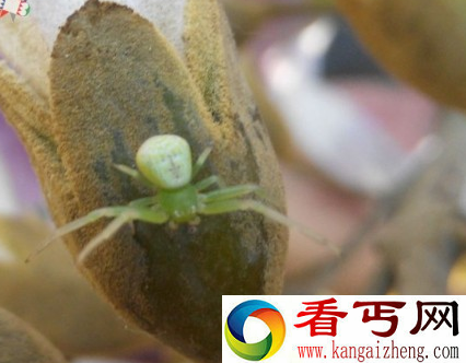 三亚惊现“外星人宠物” 揭露实拍视频