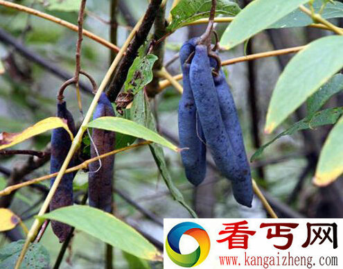 犹如尸体颜色和恐怖名字的“死人手指”香蕉  你见过吗