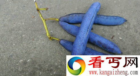 犹如尸体颜色和恐怖名字的“死人手指”香蕉  你见过吗