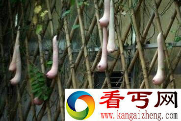 越南现神秘瓜类外形竟似女子乳房